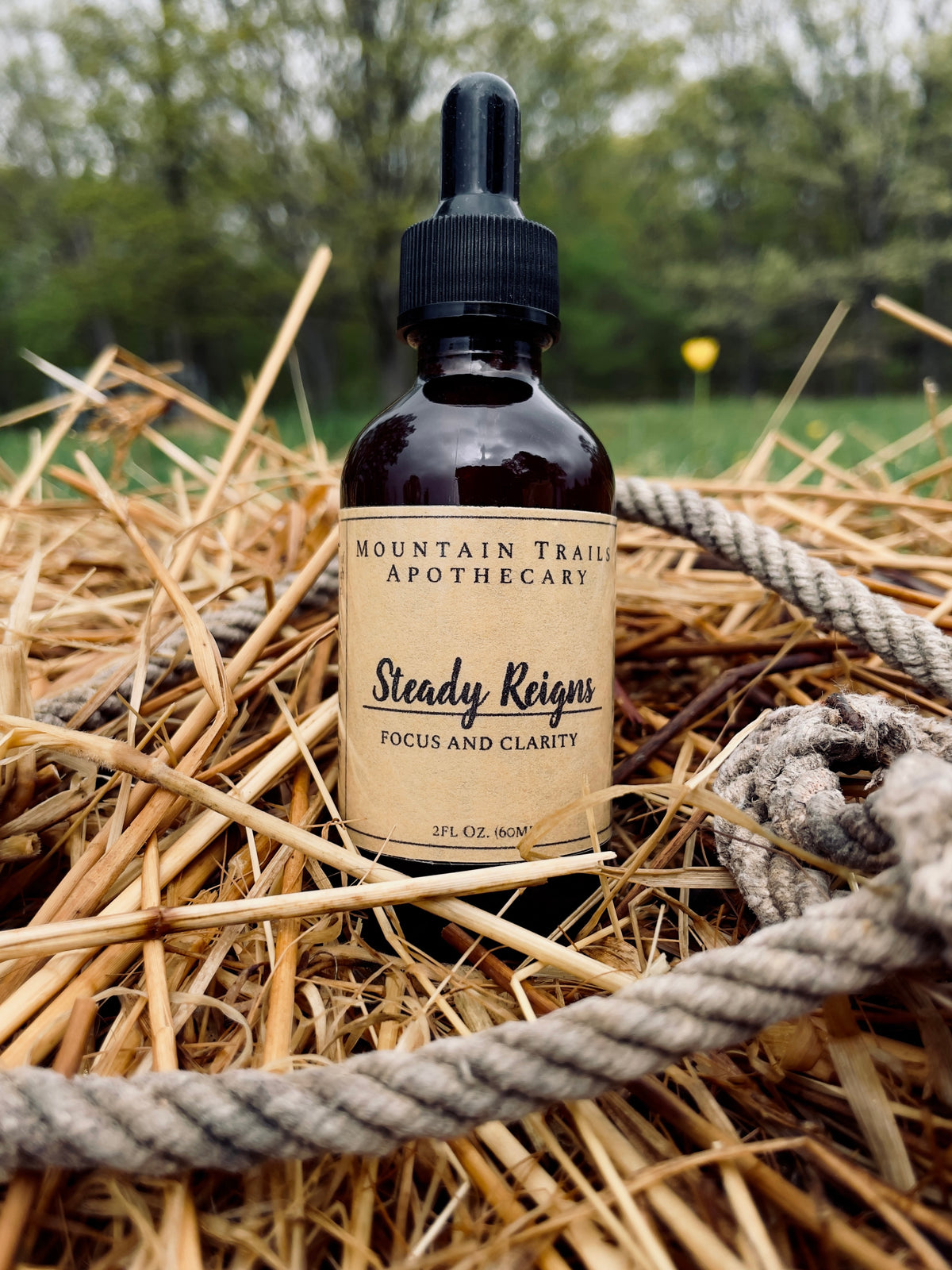 Steady Reigns (focus and clarity)