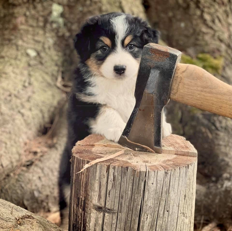 Settle (calming drops for dogs)